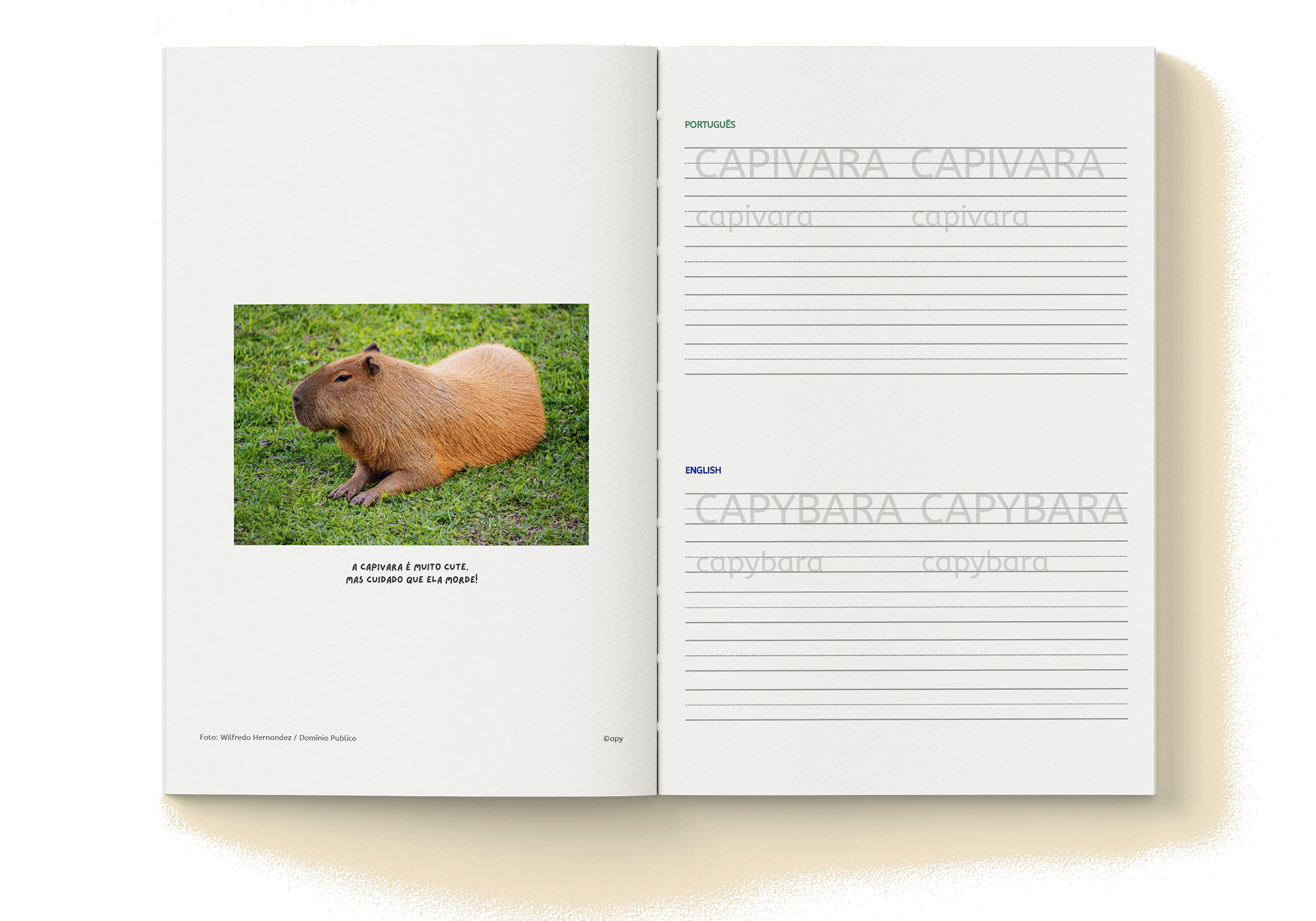 Capivara, capybara. Areia, sand. Rua, street. Cidade, city. Arte, art. Pão, bread.